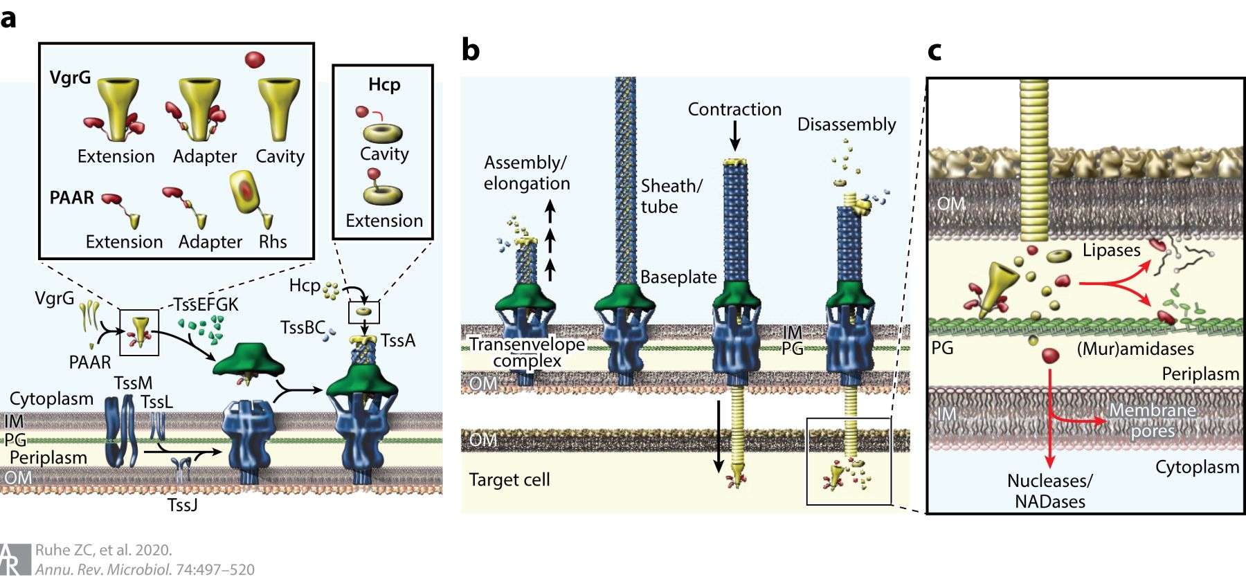 Type VI secretion systems