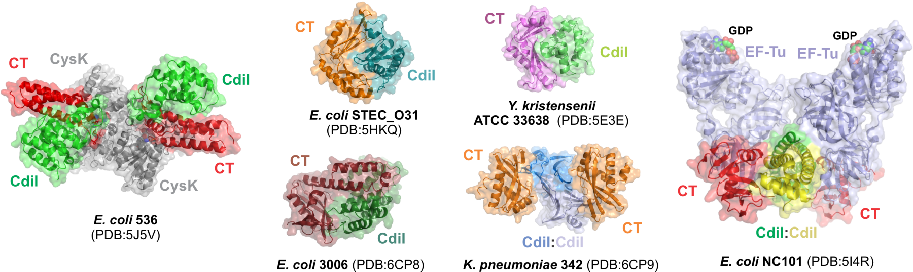 CDI toxin-immunity protein complexes